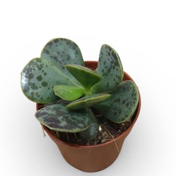 Adromischus rupicola