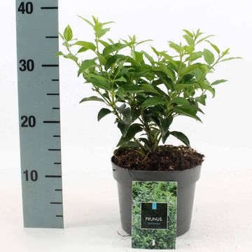 Prunus lusitanica 'Angustifolia'