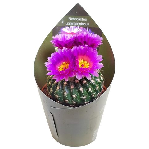 Notocactus uebelmannianus