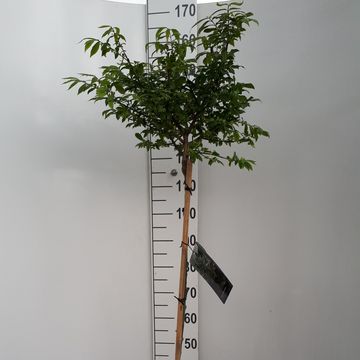 Euonymus alatus 'Compactus'