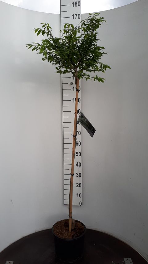 Euonymus alatus 'Compactus'