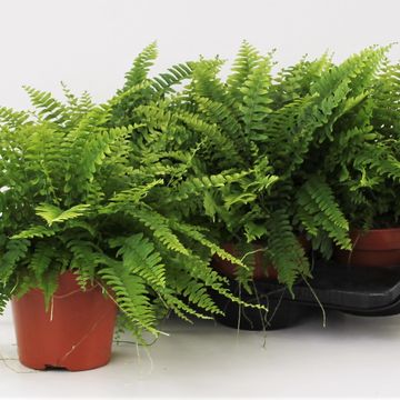 Nephrolepis exaltata 'Bostoniensis'