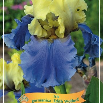 Iris GERMANICA MIX