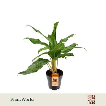 Aglaonema 'Peacock'