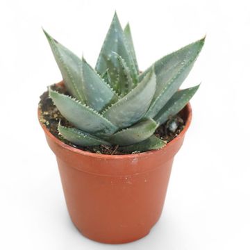 Aloe 'Savannah'