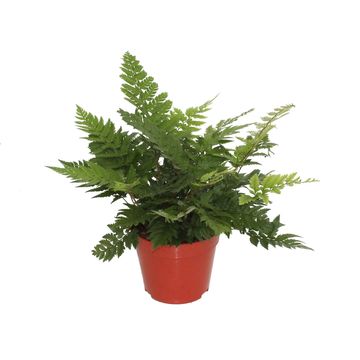 Polystichum rigens