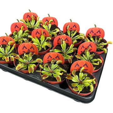 Dionaea muscipula