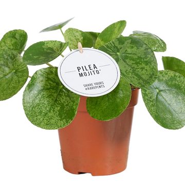 Pilea peperomioides 'Mojito'