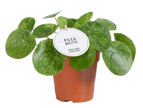 Pilea peperomioides 'Mojito'