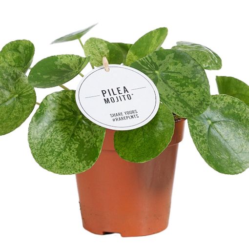 Pilea peperomioides 'Mojito'