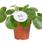 Pilea peperomioides 'Mojito'