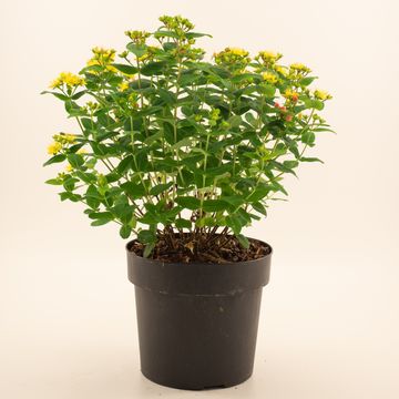 Hypericum x inodorum MAGICAL GRACE