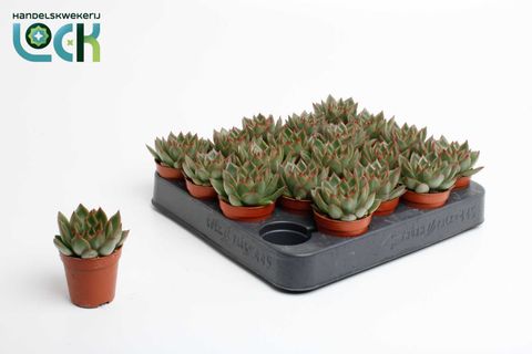 Echeveria agavoides