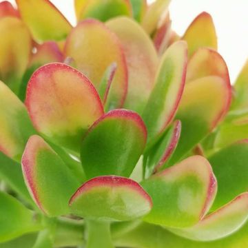 Crassula ovata 'Sunset'