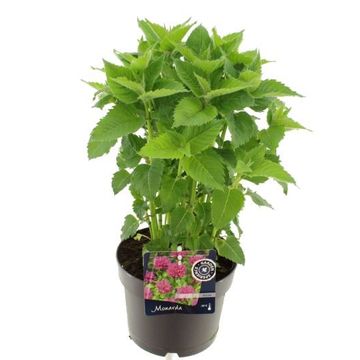 Monarda didyma 'Melua Violet'