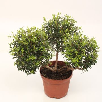 Myrtus communis