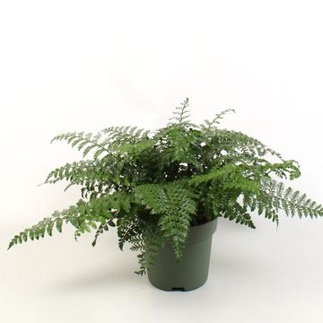 Asplenium 'Parvati'