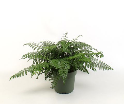 Asplenium 'Parvati'