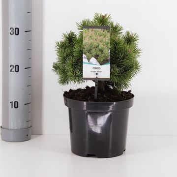 Pinus mugo 'Mops' Pinus mugo 'Mops'