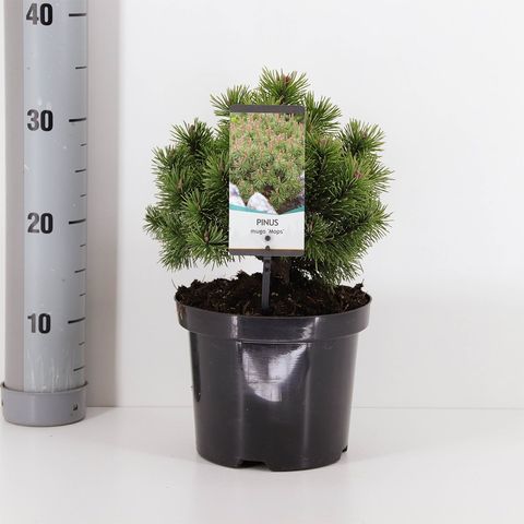 Pinus mugo 'Мопс'