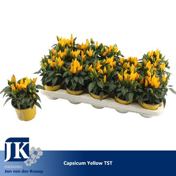 Capsicum annuum 'Salsa Yellow'