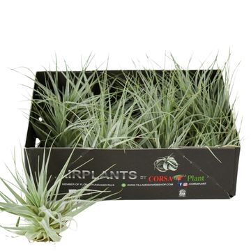 Tillandsia gardneri