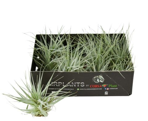 Tillandsia gardneri