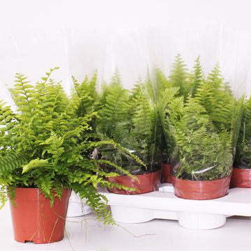 Nephrolepis exaltata 'Bostoniensis'