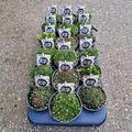 Saxifraga KABSCHIA MIX