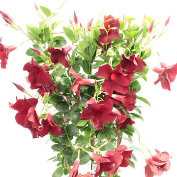 Mandevilla DIAMANTINA OPALE GRENAT