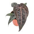 Anthurium DocBlock Red Velvet Cake® '24' X Red Velvet Cake® '24'