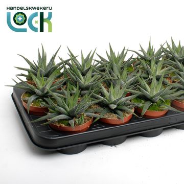 Haworthia fasciata 'Concolor'