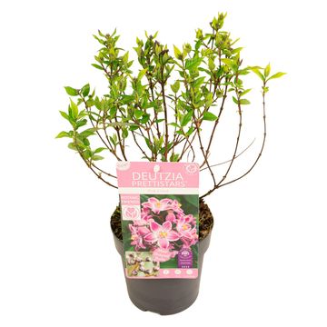 Deutzia PRETTISTARS PINK CLOUD