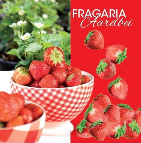 Fragaria x ananassa 'Beltran'