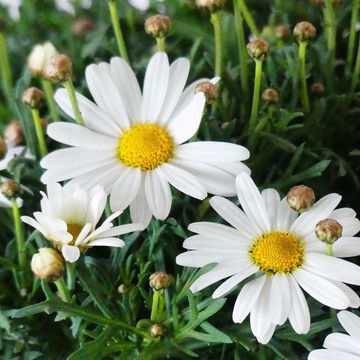 Argyranthemum frutescens