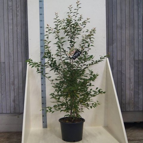 Prunus 'The Bride'