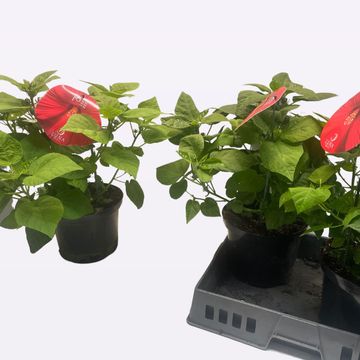 Hibiscus moscheutos LUNA RED