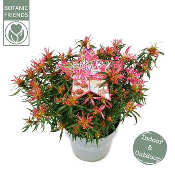 Rhododendron STARSTYLE PINK (AJ)