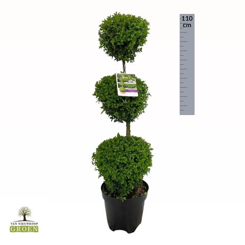 Buxus sempervirens