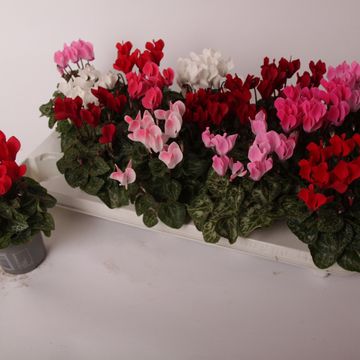 Cyclamen SUPER SERIE VERANO MIX
