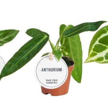 Anthurium MIX