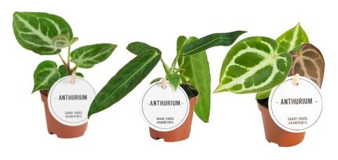 Anthurium MIX