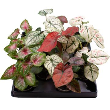 CALADIUM STRAPLEAVED 'PEARL BLUSH' JUMBO (100 P.CARTON)