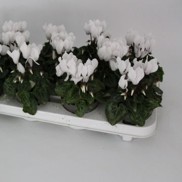 Cyclamen SUPER SERIE VERANO PURE WHITE