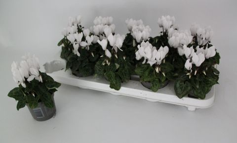 Cyclamen SUPER SERIE VERANO PURE WHITE