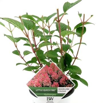 Hydrangea paniculata FIRE LIGHT