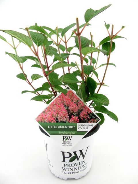 Hydrangea paniculata FIRE LIGHT