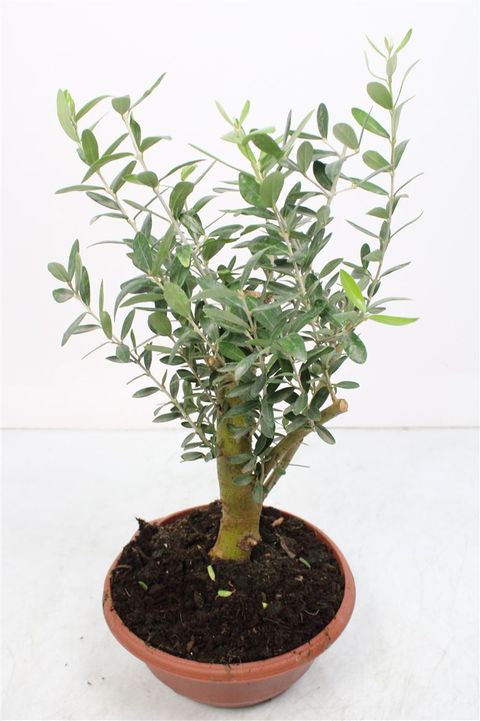 Olea europaea