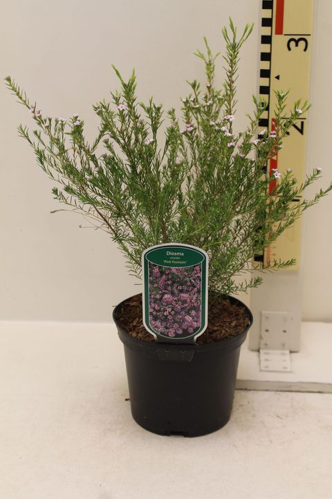 Diosma hirsuta 'Pink Fountain'