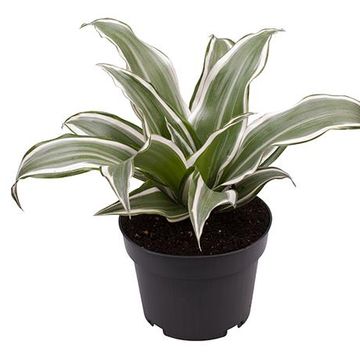 Dracaena fragrans 'White Jewel'